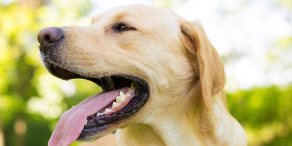 Welche Namen werden Hunden am häufigsten vergeben? (Bildquelle:©sanjagrujic - Fotolia)