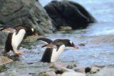 Eselspinguin Eselspinguin