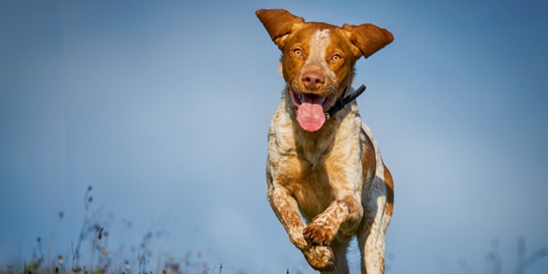 Bei der Namensgebung sind Hundebesitzern keine Grenzen gesetzt. (Bildquelle:©hemlep - Fotolia)