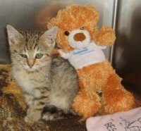 Tierische Bravehearts: Kätzchen Lola und ihr bester Freund „Bär“ warten tapfer auf neue Besitzer 