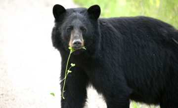 Beim Trip"Aktiv im Land der Gletscher& Grizzlys" ist klar,"der Bär steppt" i Beim Trip"Aktiv im Land der Gletscher& Grizzlys" ist klar,"der Bär steppt" i