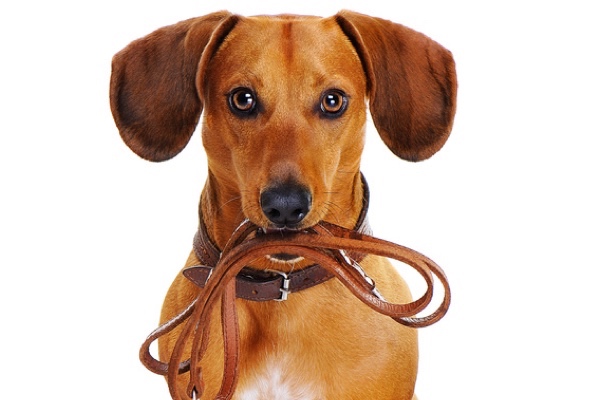Kleine Hunde leben länger. (Bildquelle:©iagodina - Fotolia)