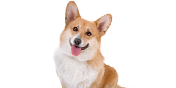 Der Corgi ist eine derältesten Hunderassen. (Bildquelle:©Erik Lam - Fotolia) Der Corgi ist eine derältesten Hunderassen. (Bildquelle:©Erik Lam - Fotolia)