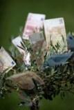 Grünes Geld - für Anleger ist der Zins wichtiger
