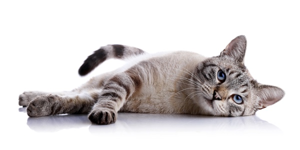 Was für Besonderheiten hat die Katze? Manchmal hilft dies bei der Namensuche. (Bildquelle:©Azaliya (