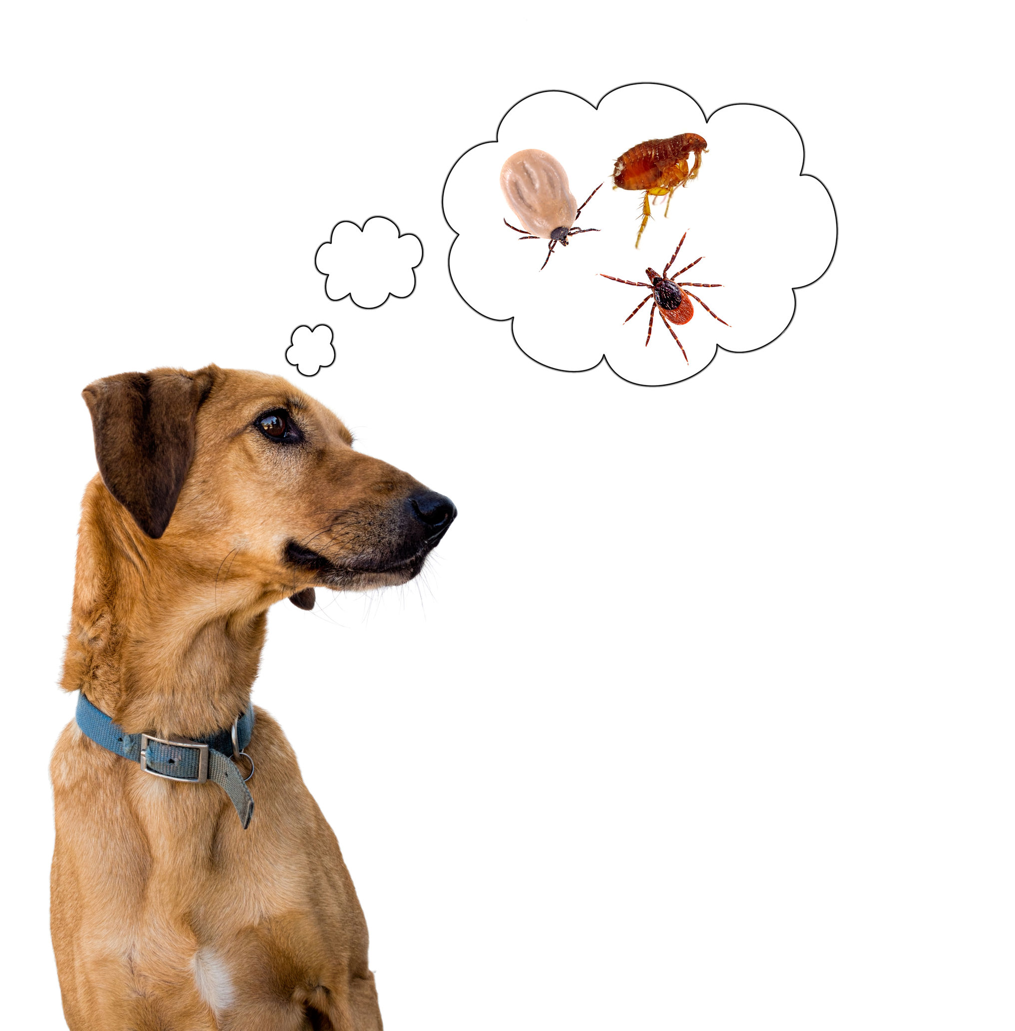Zeckenschutz für Hunde?