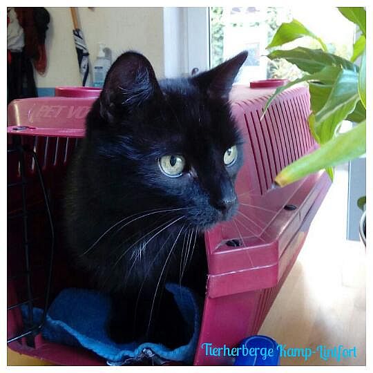 Fundkater Nico tauchte nach zehn Jahren als Fundtier beim Bund Deutscher Tierfreunde auf