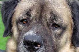 Odin- Germanischer Bärenhund
