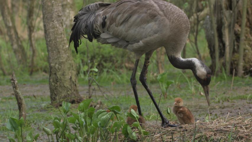 Kraniche am Nest Kraniche am Nest