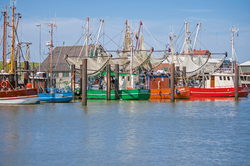 In direkter Umgebung zum Ferienpark Fedderwardersiel beobachten Gäste im Hafen traditionelle Kutter.