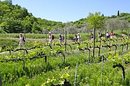 Toskanafeeling erwartet die kleinen Gruppen in der Weinbergregion Colli Orientali del Friuli Toskanafeeling erwartet die kleinen Gruppen in der Weinbergregion Colli Orientali del Friuli