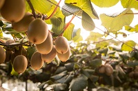 SunGold Kiwis / Zespri SunGold Kiwis / Zespri