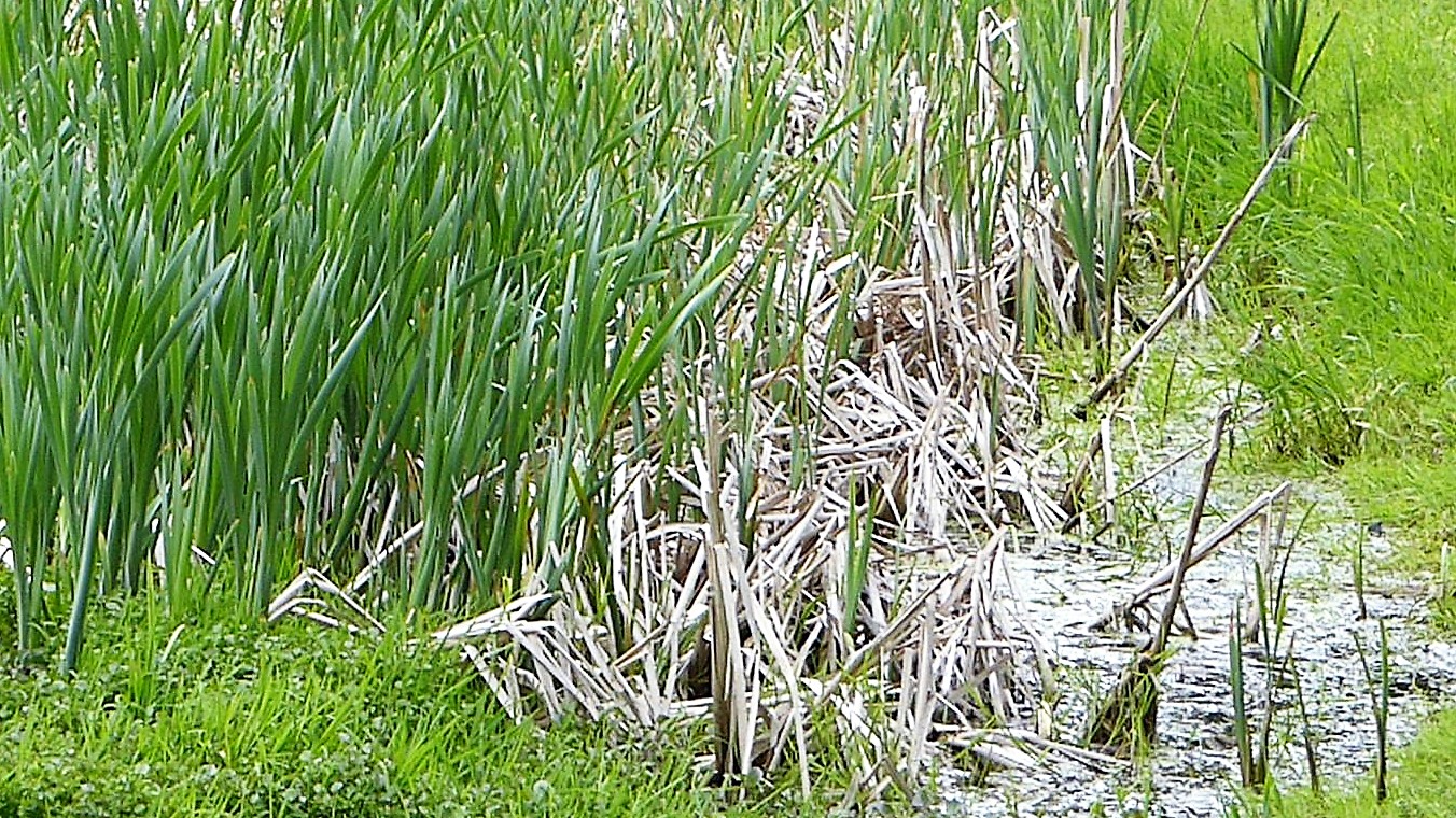 Saproplant Themenbild Saproplant Themenbild