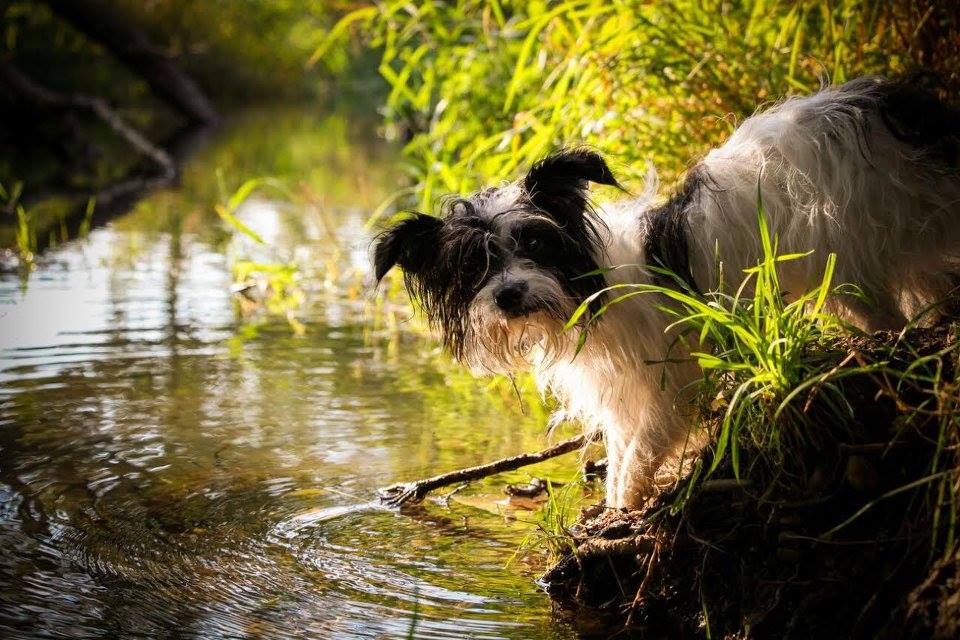 Bund Deutscher Tierfreunde rät, alle Hunde jetzt anzuleinen Bund Deutscher Tierfreunde rät, alle Hunde jetzt anzuleinen