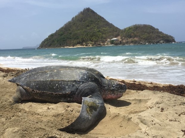 Zieht es immer wieder nach Grenada: die Lederschildkröte Zieht es immer wieder nach Grenada: die Lederschildkröte