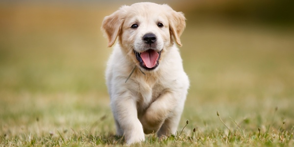 Namen wie"Buddy" oder"Luna" gefallen vielen Hundebesitzern. (Bildquelle:©Mikkel 