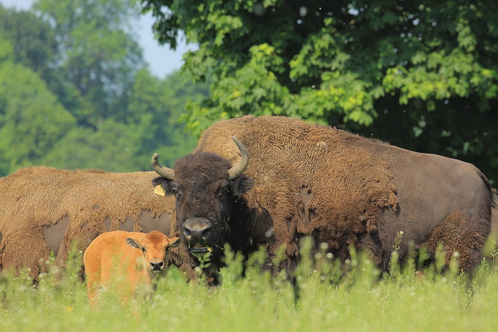 ?Der Wisent (Europäischer Bison) im Bialowieski Nationalpark?(Bildquelle: Polnisches Fremdenverkehrs