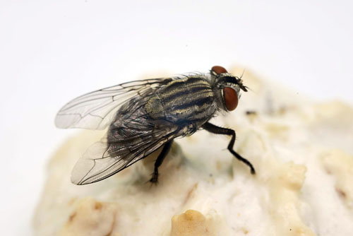 Fliegen: Sie sind nicht nur lästig, sondern auch unhygienisch und eine Gefahr für die Gesundheit. (B