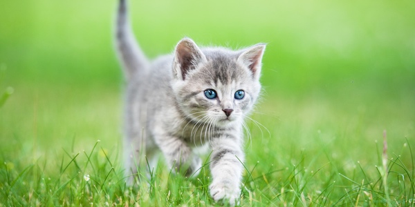 Einzigartige Katzennamen wie Waffle. (Bildquelle:©Grigorita Ko - Fotolia)