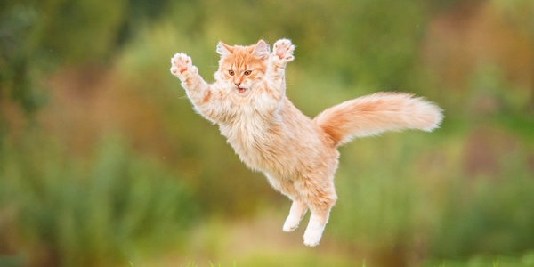 Oftmals tragen Katzen einen Namen, der zum Charakter passt. (Bildquelle:©Grigorita Ko - Fotolia)