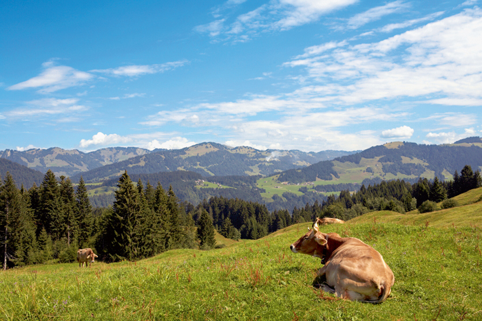 Naturnah, verantwortungsbewusst und regional wird der renommierte Heumilchkäse hergestellt. (Bildque Naturnah, verantwortungsbewusst und regional wird der renommierte Heumilchkäse hergestellt. (Bildque