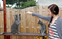 Katzenbetreuung in und um Dortmund Katzenbetreuung in und um Dortmund