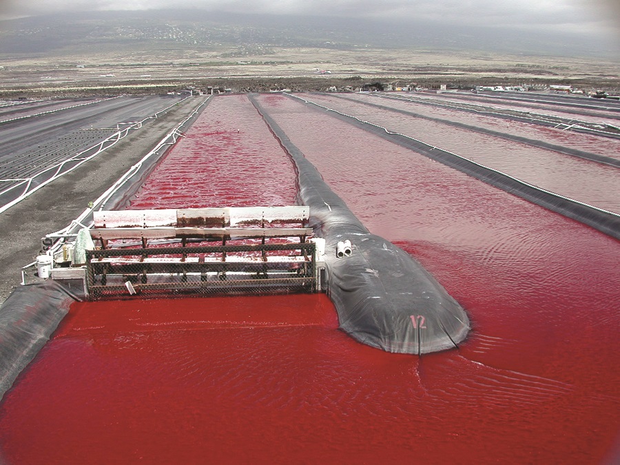 Astaxanthin-Algen in einem Zuchtbecken kurz vor der Ernte