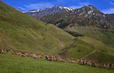 Hirsche in Neuseeland Hirsche in Neuseeland