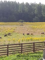 Jakobskreuzkraut auf Rinderweide - Aufgrund der Dürre wächst kein Gras, nur das giftige JKK.