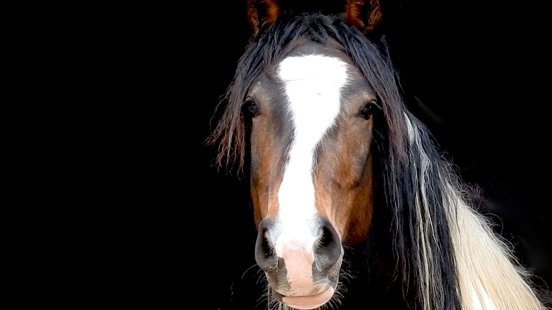 HorseDream: das Pferd als Trainer einsetzen.