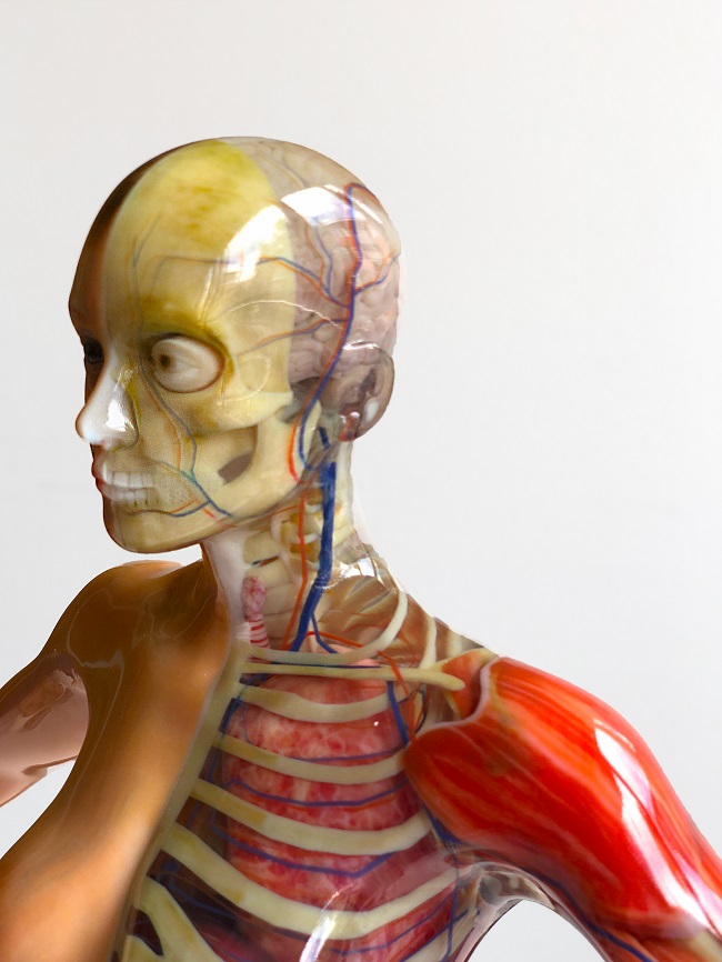 Realistische 3D-Modelle durch Transluzenz und Transparenz. (Bildquelle: Fraunhofer IGD)
