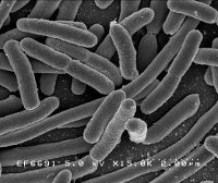 Bakterien unter dem Elektronenmikroskop. Der Durchmesser beträgt 0,6 µm. Bakterien unter dem Elektronenmikroskop. Der Durchmesser beträgt 0,6 µm.