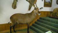 Das Jagdmuseum Wulff in der Südheide Gifhorn