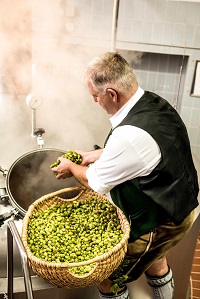 Braumeister mit Hopfen beim Bierbrauen (c) Brauerei Wieninger (Ruhpolding Tourismus GmbH)
