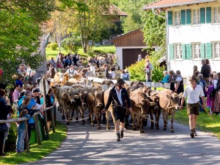 Die Rinder erreichen das Tal und werden dort von ihren Besitzern empfangen (Bildquelle: Pfronten Tou Die Rinder erreichen das Tal und werden dort von ihren Besitzern empfangen (Bildquelle: Pfronten Tou