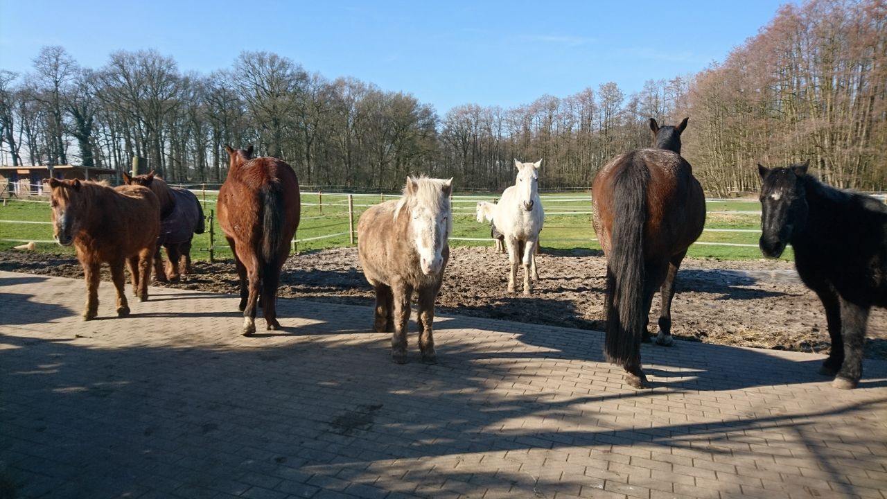 Bund Deutscher Tierfreunde nahm zahlreiche Pferde auf Bund Deutscher Tierfreunde nahm zahlreiche Pferde auf