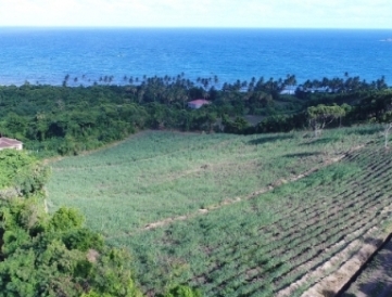 Zahlreiche neue Zuckerrohrfelder wurden auf Grenada angelegt. Credit: Renegade Rum