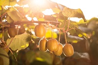 Kiwianbau / Zespri Kiwi Kiwianbau / Zespri Kiwi