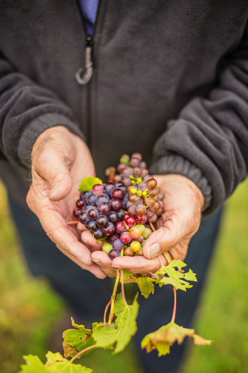 Wein aus Illinois wird bei Kennern immer beliebter Wein aus Illinois wird bei Kennern immer beliebter