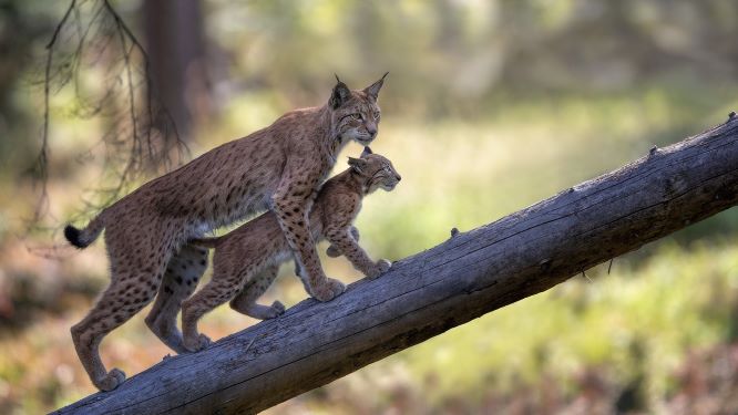 Copyright: Tourismuszentrale Fichtelgebirge/Wildpark Mehlmeisel/Gibkes Copyright: Tourismuszentrale Fichtelgebirge/Wildpark Mehlmeisel/Gibkes