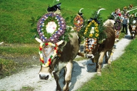 Almabtrieb (Tux-Finkenberg)