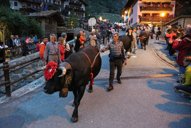 Almabtrieb in Cogne - Aostatal © Enrico Romanzi Almabtrieb in Cogne - Aostatal © Enrico Romanzi