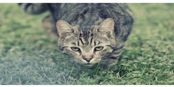 Auch die Namen von Katzen stehen im Wandel. (Bildquelle:©Tim Aßmann - Fotolia) Auch die Namen von Katzen stehen im Wandel. (Bildquelle:©Tim Aßmann - Fotolia)