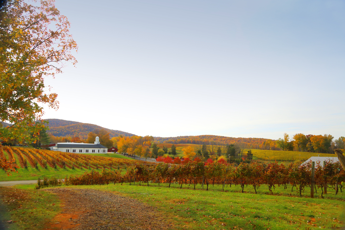 Rund 300 Weingüter gibt es bereits im US-Bundesstaat Virginia (Bildquelle: Virginia Tourism Corporat Rund 300 Weingüter gibt es bereits im US-Bundesstaat Virginia (Bildquelle: Virginia Tourism Corporat