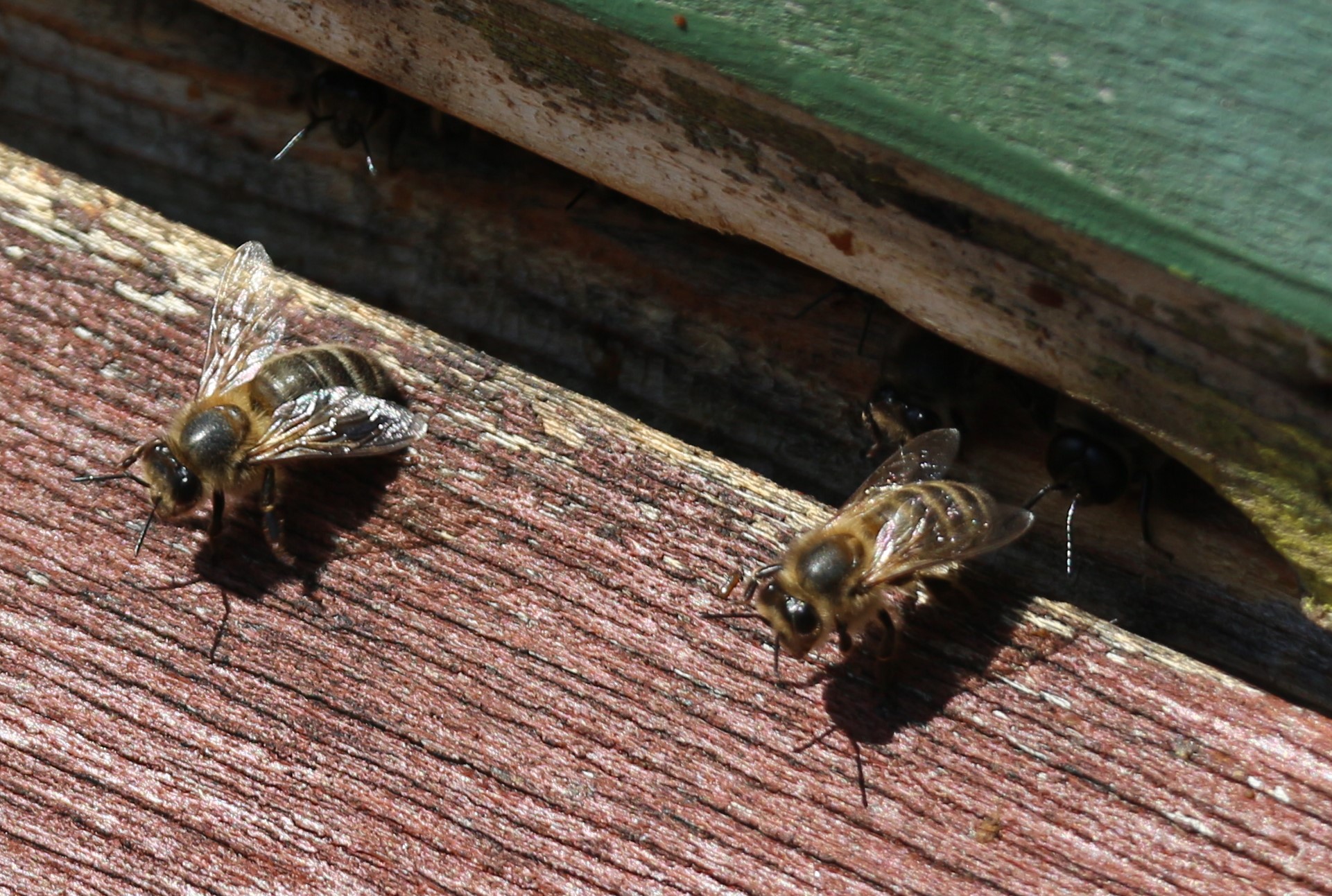 Dunkle Bienen