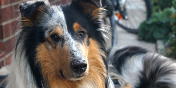 Ein Familienhund kann ein Familienmitglied werden. (Bildquelle:©Malia - Fotolia)