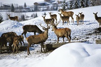 Wildtierbeobachtung (Wildkogel-Arena Neukirchen und Bramberg)