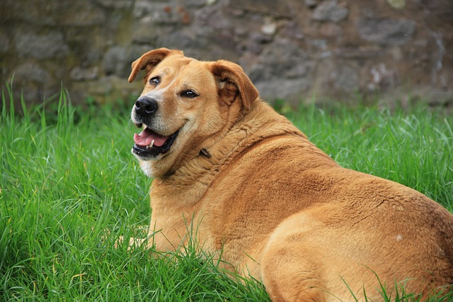 Hund hat Übergewicht / Was tun? Hund hat Übergewicht / Was tun?