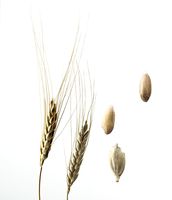 Vom Korn (hier Emmer) zum Keimling. Foto: Initiative Urgetreide