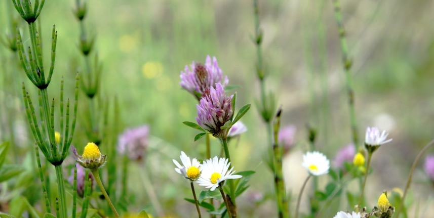 Voneinander lernen: Homöopathie, Naturheilkunde konventionelle Medizin. (Bildquelle:©behewa?Fotolia) Voneinander lernen: Homöopathie, Naturheilkunde konventionelle Medizin. (Bildquelle:©behewa?Fotolia)